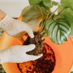 How to Deal with Root Rot in Rattlesnake Plants