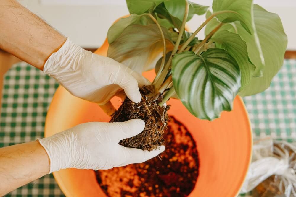 How to Deal with Root Rot in Rattlesnake Plants