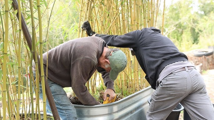 How to Successfully Grow Bamboo in Your Garden插图2