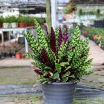 Tips for Choosing the Right Pot for Your Rattlesnake Plant