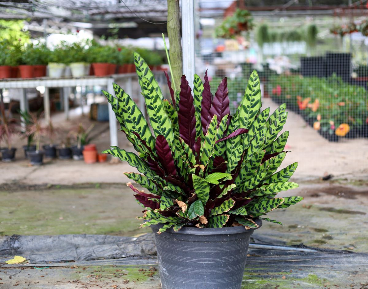 Tips for Choosing the Right Pot for Your Rattlesnake Plant