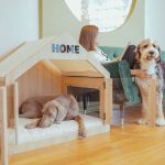 Dog House vs. Crate: Which is Right for Your Dog?