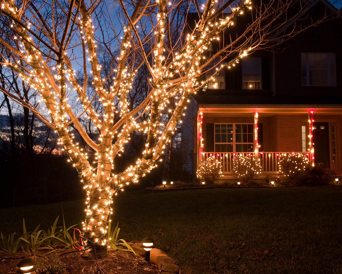 Outdoor Magic: How to String Lights on Trees Like a Pro插图3